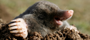 how to get rid of moles