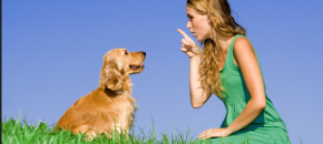 dog training tips for families