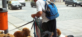 Hire a Professional Pet Sitter When You Travel