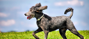 best dog for families 4