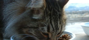 Best dry food for your cat